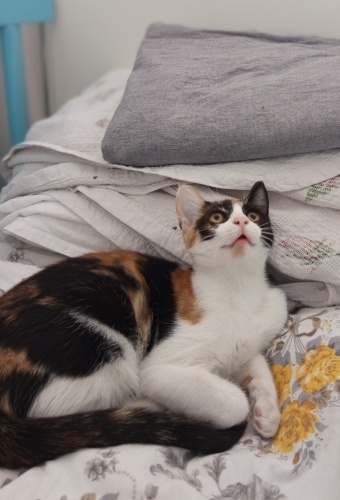 Tatlı ve oyuncu huzur fotoğraf