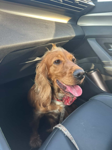 Trüf yeni sevgi dolu yuvasını arıyor. fotoğraf