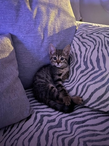 acil yuva araniyor fotoğraf