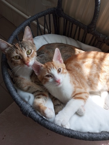 Anne kedinin ismi cesur 2 Nisan doğumlu yavrusu var erkek anne ve oğul fotoğraf