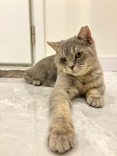 acil yuva araniyor fotoğraf