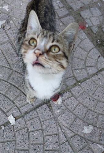 Sevgi Pıtırcığı fotoğraf