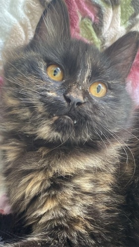 Bal gözlü pofuduk kızımıza yuva arıyoruz fotoğraf