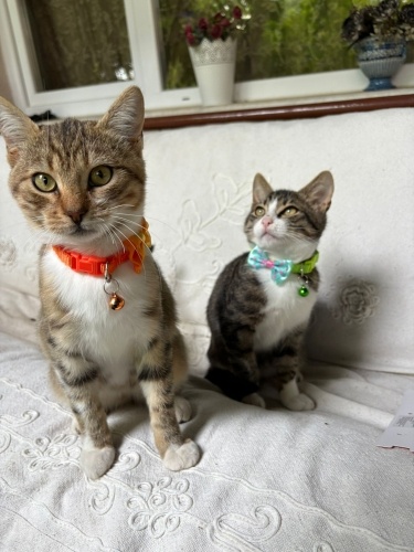 erkek tahminen 3 aylık ve aşıları yapılmış kedişler yuva arıyor fotoğraf