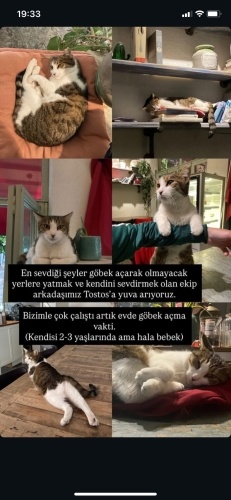 Tostos yuva arıyor fotoğraf