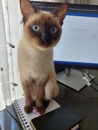 1 yaş Siyam kedisi ücretsiz sahiplendireceğiz fotoğraf