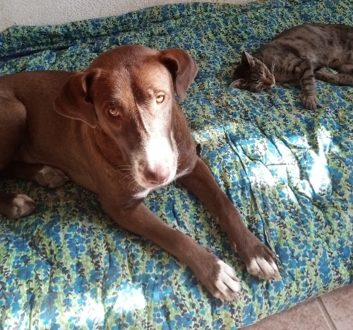 Bal gözlü kız balım fotoğraf