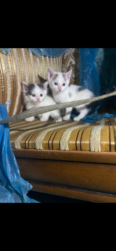 Acil yavru kedi sahiplendirme fotoğraf