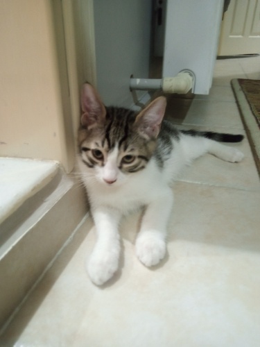 Gur gur tekir oğlan fotoğraf