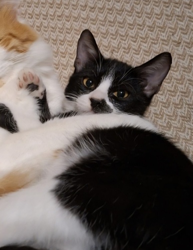 Acil yuva aranıyor fotoğraf