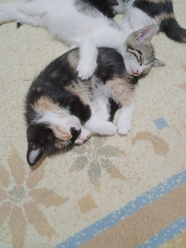 Üç renkli cacilo fotoğraf