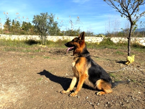 TAMAMEN ÜCRETSİZ ALMAN ÇOBAN DİŞİ, YENİ EVİNİ ARIYORUZ.!!!! fotoğraf