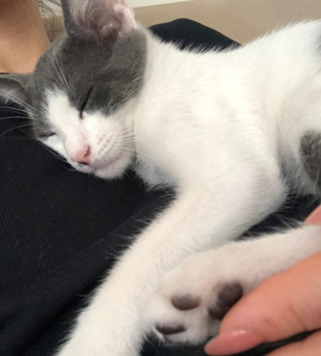 Acil yuva aranıyor fotoğraf