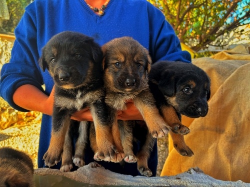 Alman çoban köpeği 1 aylık yavru 2 dişi 2 erkek kaldı fotoğraf