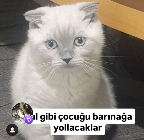 Ücretsiz sahiplenme pofidik British kedi acil ömürlük yuva lütfen şartlarimizi d fotoğraf