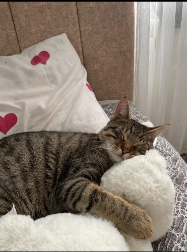 Kısmi görme engelli oyuncu kedimiz Leo için ömürlük yuva fotoğraf