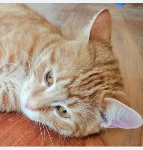 Bu güzel çocuğa yuva olmak ister misiniz? fotoğraf