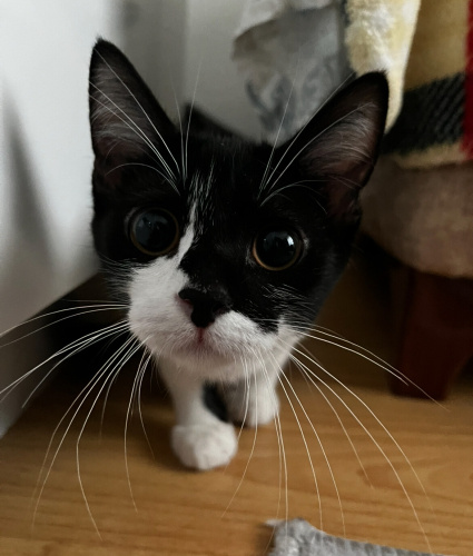 Yakışıklı Smokin için ömürlük yuva fotoğraf