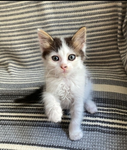 Acil yuva aranıyor fotoğraf