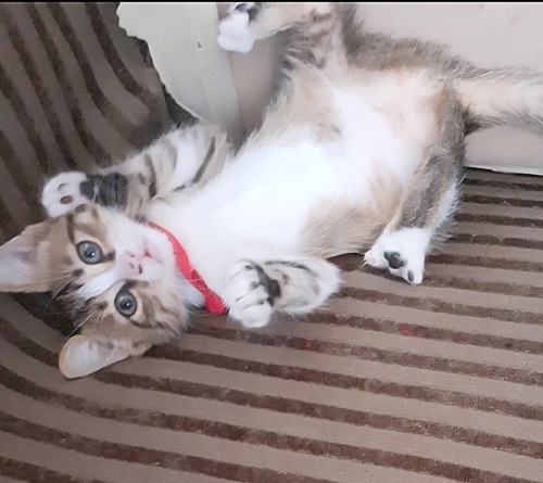 Acil yuva aranıyor fotoğraf