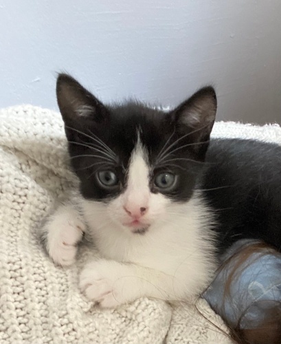 Sakallı şirin yuva arıyor fotoğraf