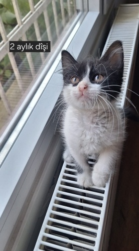 Acil yuva aranıyor fotoğraf