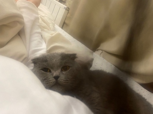 SEVECEN SCOTTISH KEDİ TERTEMİZ YUMUŞAK fotoğraf