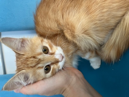 🧡 Sahiplendirilmek Üzere! Tatlı Turuncu Yavru Kedi fotoğraf