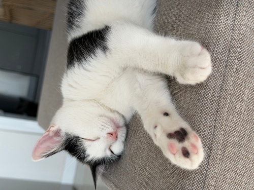 Yavru erkek smokin fotoğraf