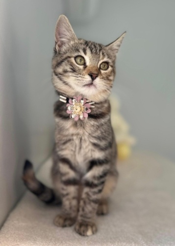 MAYA YUVA ARIYOR fotoğraf