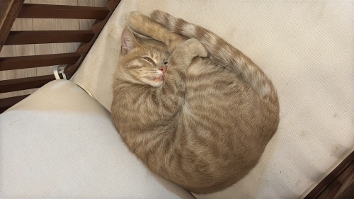 ÇOK ACİL SAKİN USLU YUVA ARIYORUZ fotoğraf