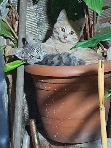 Bahçedeki kedilere yuva fotoğraf