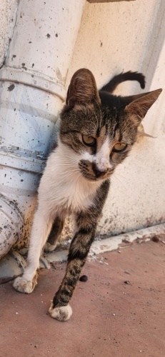 Garip ömürlük yuva arıyor. fotoğraf