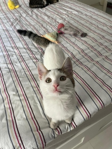 Minik Pankek ömürlük yuvasını arıyor fotoğraf