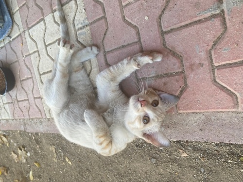 Bahçeye bırakılan miniğe yuva fotoğraf