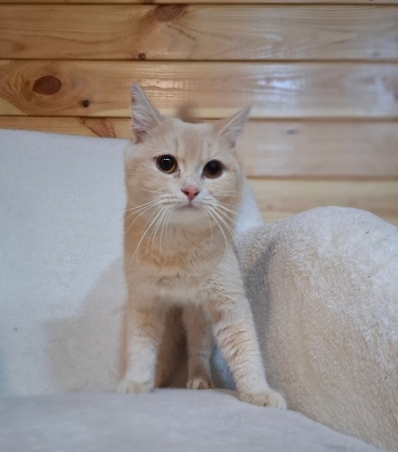 Simba 8 aylık dişi fotoğraf