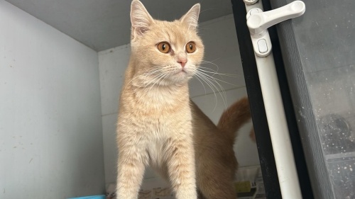 Simba 8 aylık dişi fotoğraf