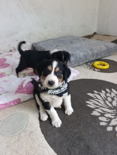 45 günlük yavru çok Acil yuva arıyorum fotoğraf