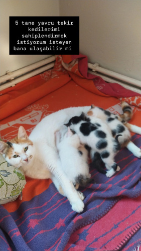 1 aylık yavrulara ev arıyoruz fotoğraf