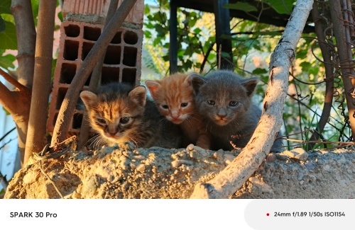 İkiz Tekirler yuva arıyor fotoğraf