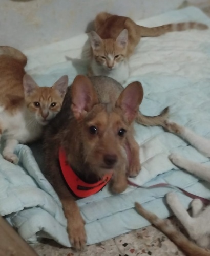 LEYLOŞ ANNESİ VEFAT AÇETTİ ACİL YUVA fotoğraf