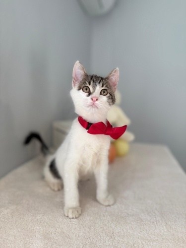 LOKi yuva arıyor okumadan gecmeyin fotoğraf