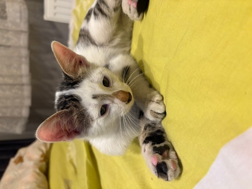 Onun adı bıdık, yuva arıyor fotoğraf