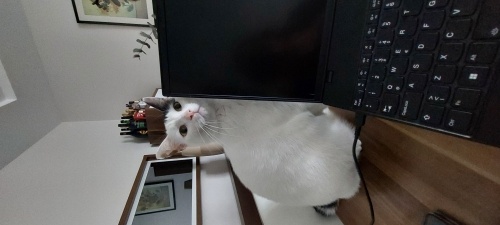 Güzel kızım için ömürlük yuva fotoğraf