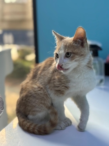 ACİL yoksa patisi kesilecek :( fotoğraf