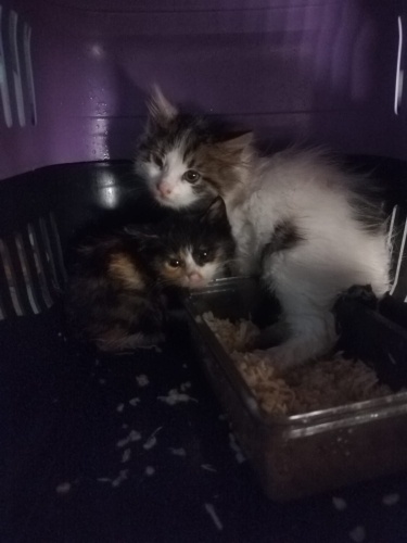 İki abi kardeşe kalıcı yuva fotoğraf