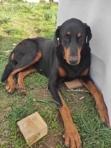 DOBERMAN MELEZİ KISIR ‼️ fotoğraf