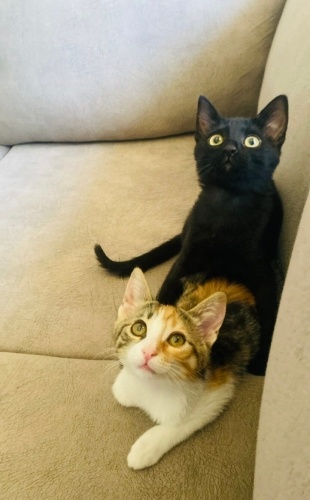 Biri Siyah Biri Sarı Şeker Gibiler fotoğraf