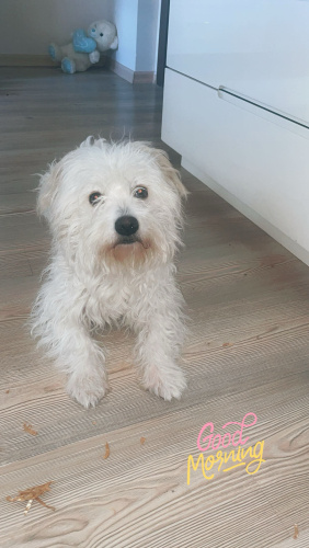 ÇOK TATLI ,AKILLI ,AŞILARI TAM , EĞİTİMLİ , ÜCRETSİZ SAHİPLENDİRME fotoğraf