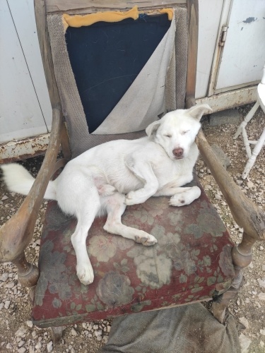 BEAGLE + LABRADOR MELEZİ ACİİLL ‼️ fotoğraf